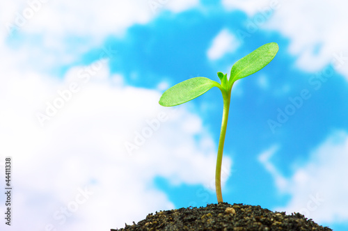 Sunflower sprout on blue sky background.(horizontal)
