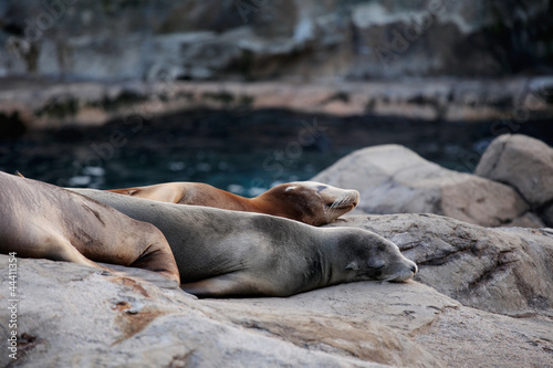 sea lion sleeping
