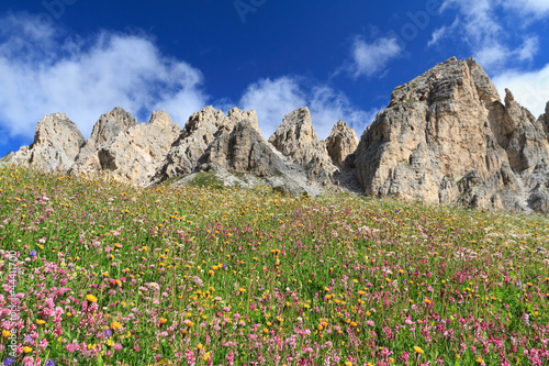 Dolomiti - flowered meadow beneath Cir mount