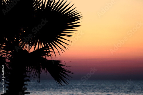 Sunset and palm