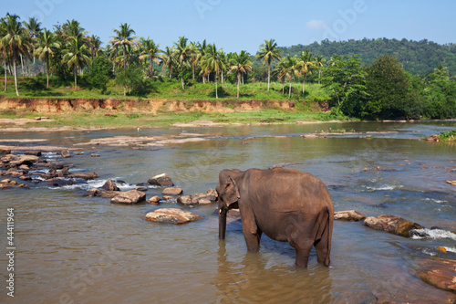 Photos Elephant on Sri Lanka