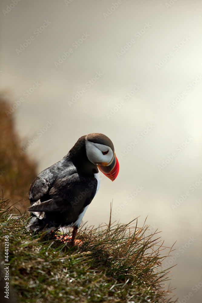 Fototapeta premium Puffin
