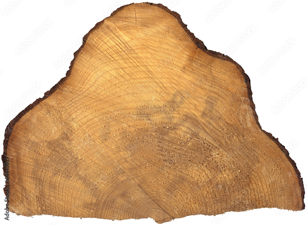 Section of Tree Trunk Isolated Section of Tree Trunk Isolated