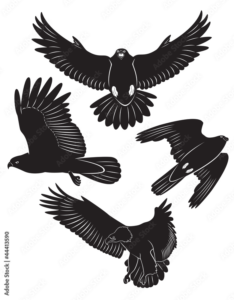 Fototapeta premium eagle