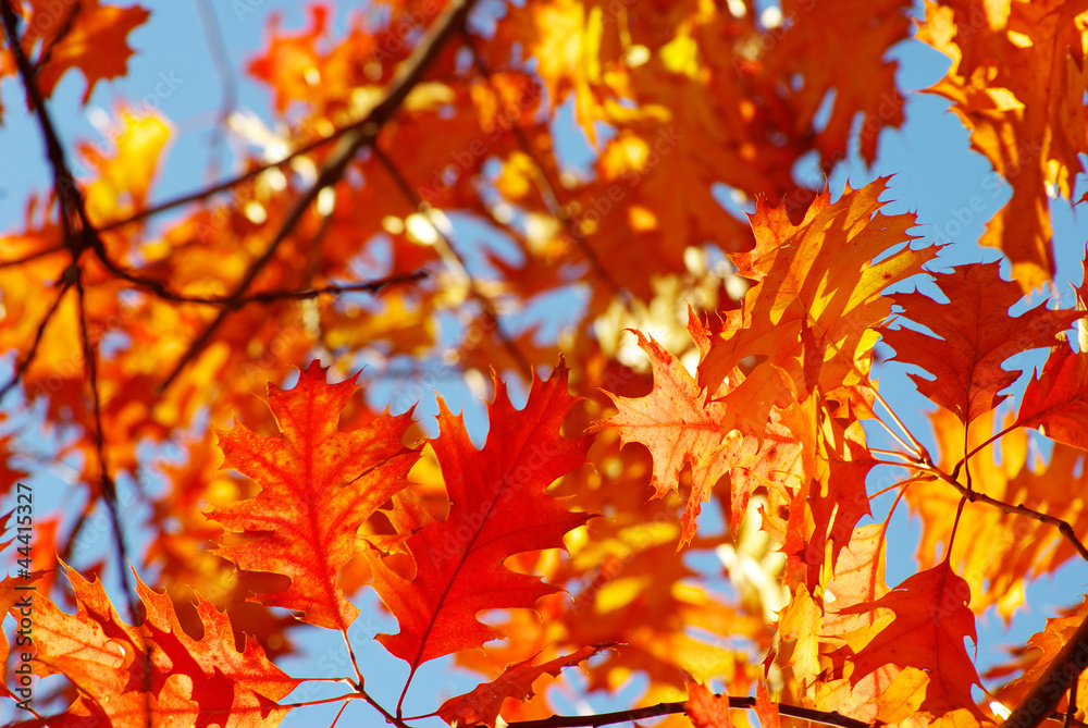 autumn leaves autumn leaves