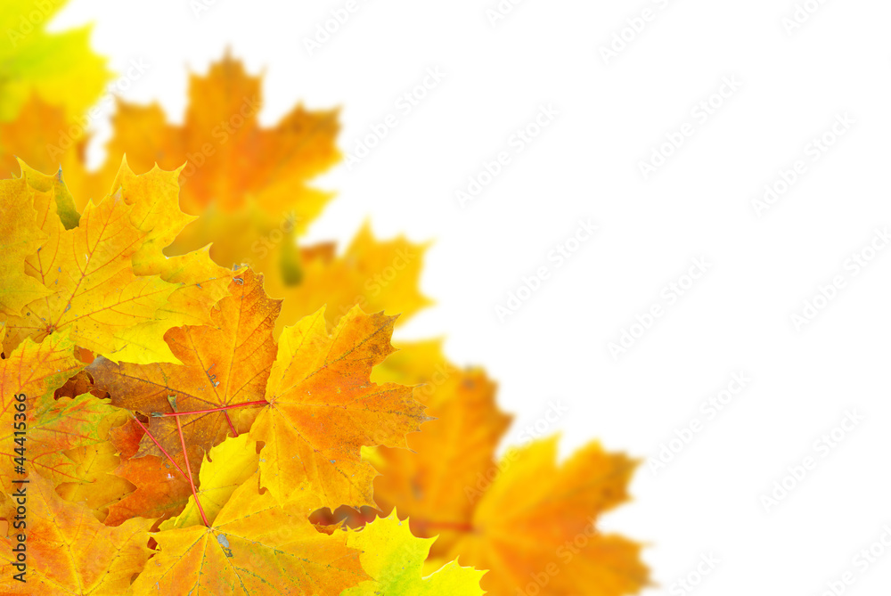 Fototapeta premium autumn leaves
