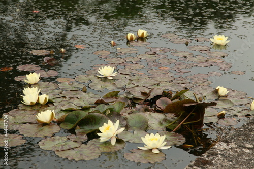 Waterlily