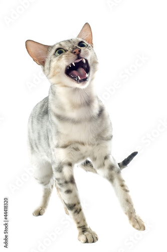 chat bengal en colère