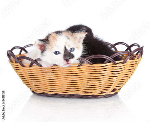 kitten in basket isolated on white © IULIIA AZAROVA