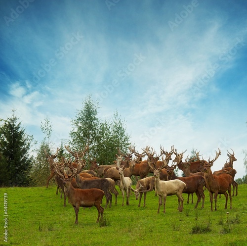 Deer flock in natural habitat