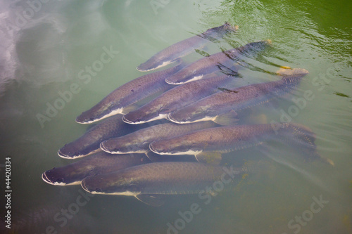 Arapaima living fossil freshwater fish in South America