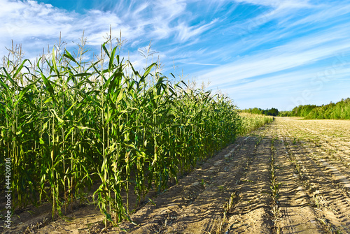 Harvest of corn for a cattle feed