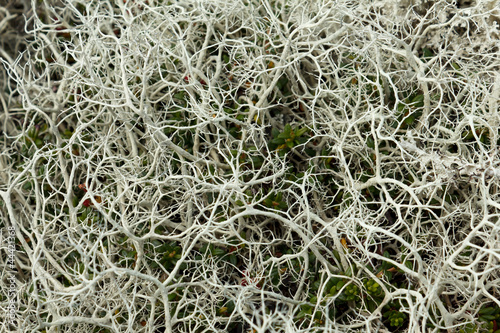 Northern Reindeer Lichen photo