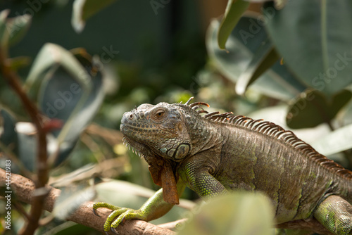 Iguana