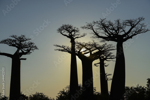 baobab avenue, menabe photo