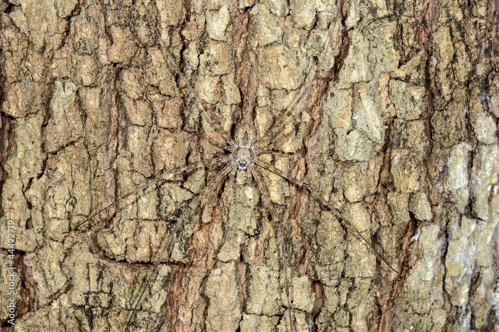 long-spinnered bark spider, tsingy de bemahara long-spinnered bark spider, tsingy de bemahara