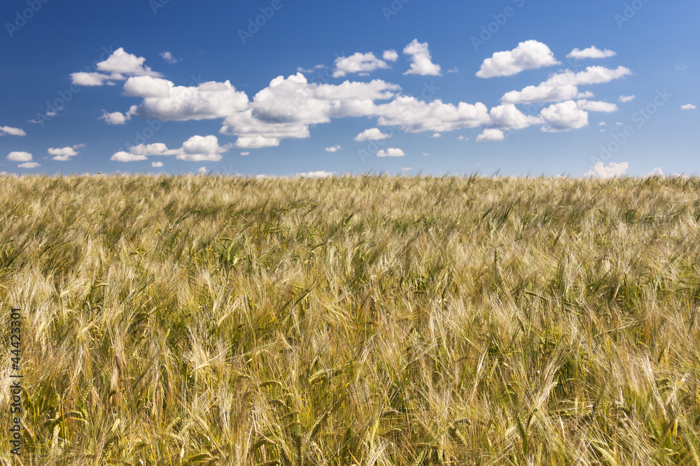 Grain field at bright summer day, blue sky above.