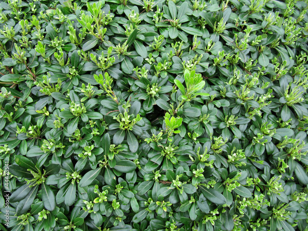 Green leaves and young escapes Green leaves and young escapes