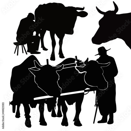 Cow a calf animals it is isolated