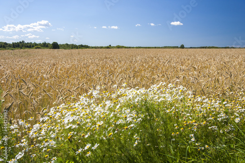 Fotografija White camomiles growing in front of a large grain field.