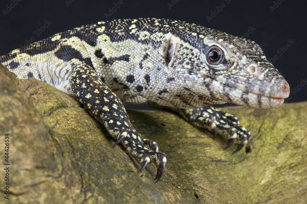 Naklejka premium Nile monitor / Varanus niloticus
