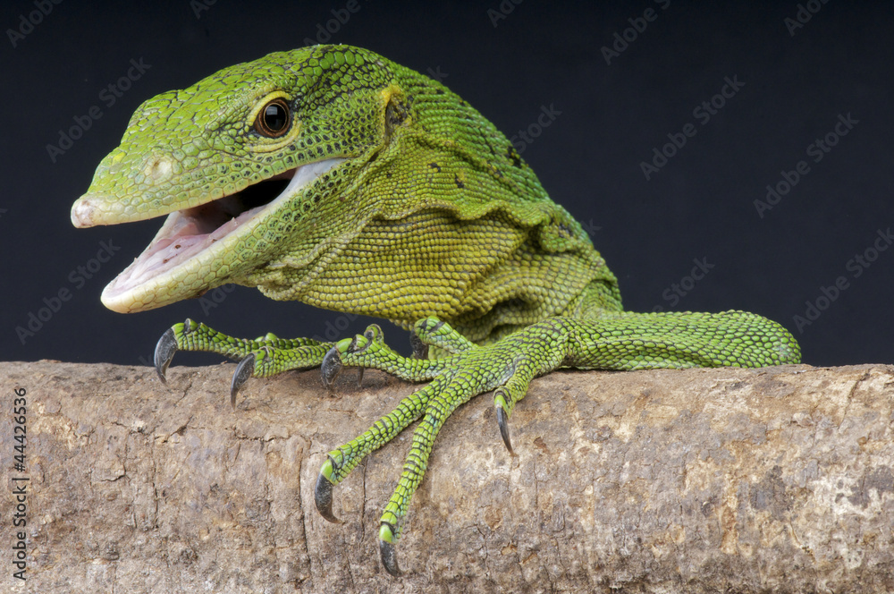 Fototapeta premium Emerald tree monitor / Varanus prasinus