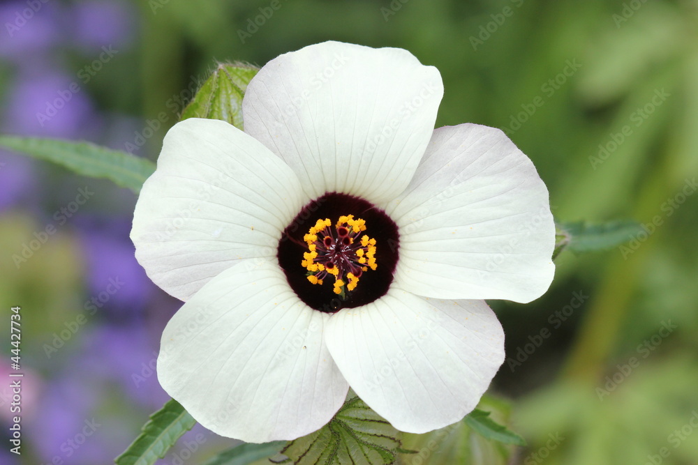 Fototapeta premium Stundenblume (Hibiscus trionum)