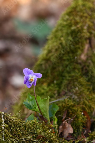 Wald-Veilchen - Viola reichenbachiana photo