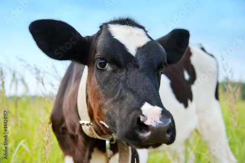 Portrait of young cow in the field