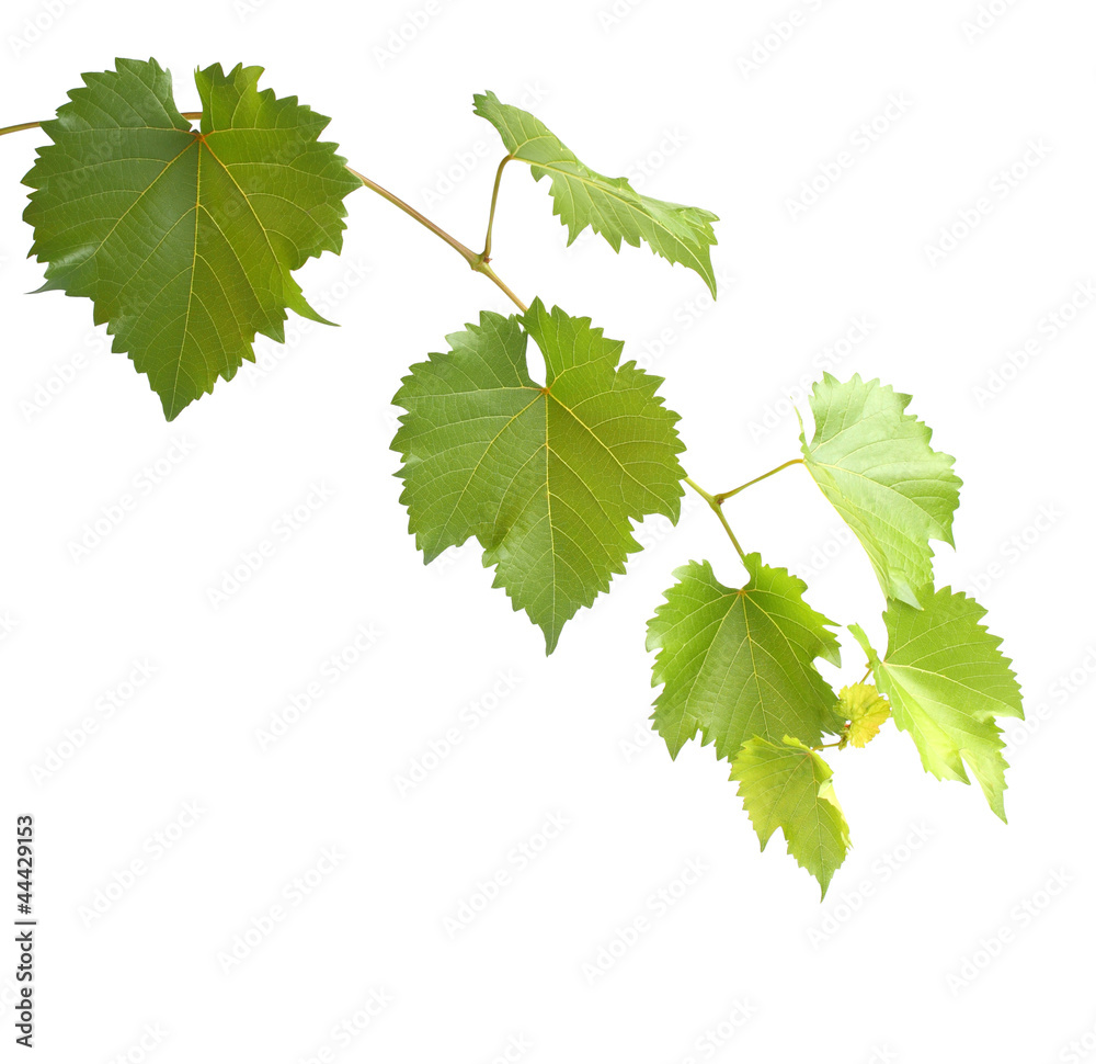 green grapevine leaves green grapevine leaves