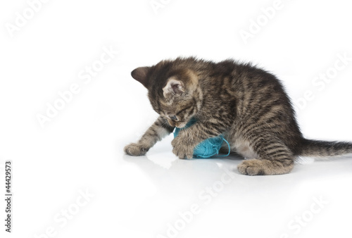 Cute grey kitten and ball of thread isolated on white background