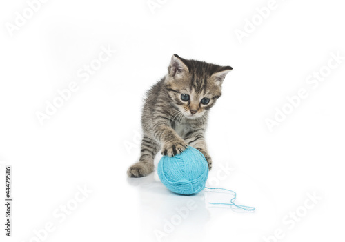 Cute grey kitten and ball of thread isolated on white background