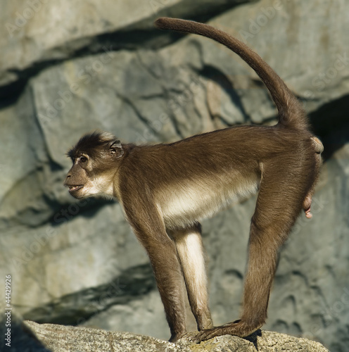 White.Crowned Mangabey in alert