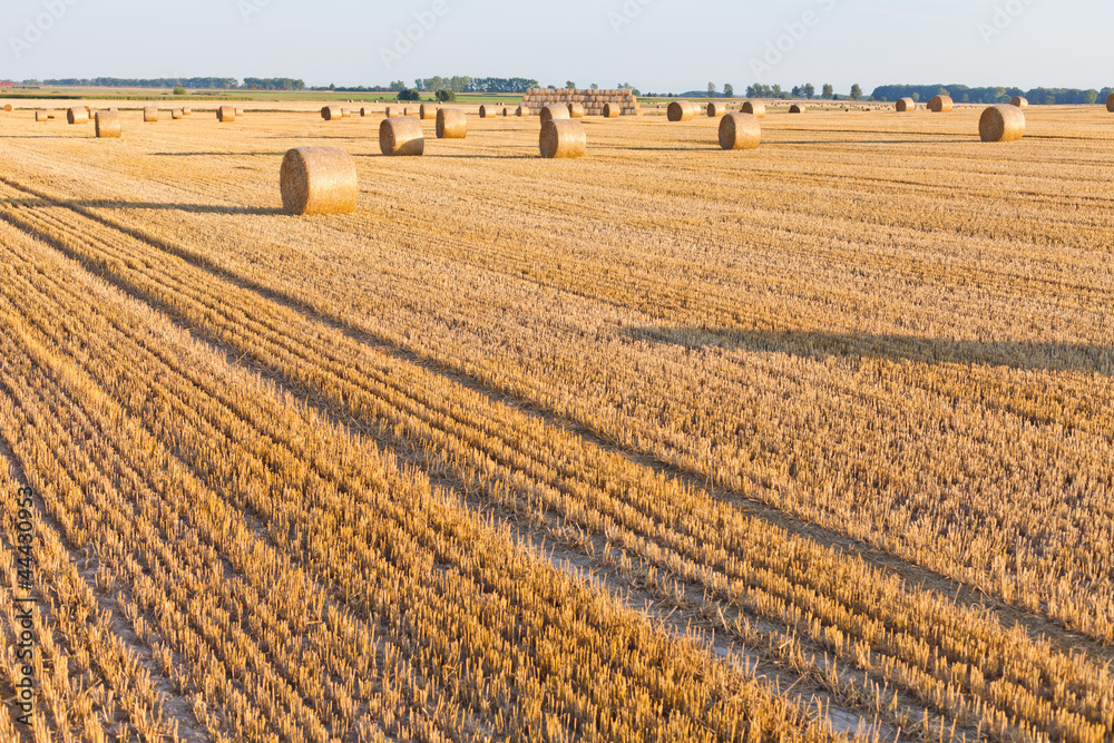 straw rolls on stubble field straw rolls on stubble field