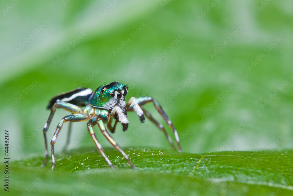 Close up of jumper spider on green leaf Close up of jumper spider on green leaf