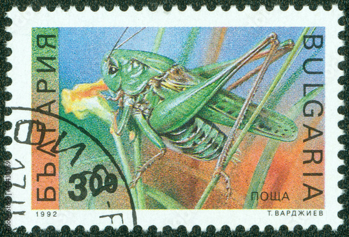 Green locust photo