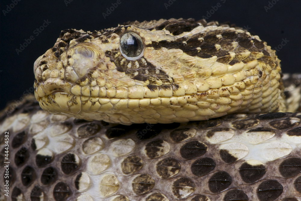 Fototapeta premium Puff adder / Bitis arietans
