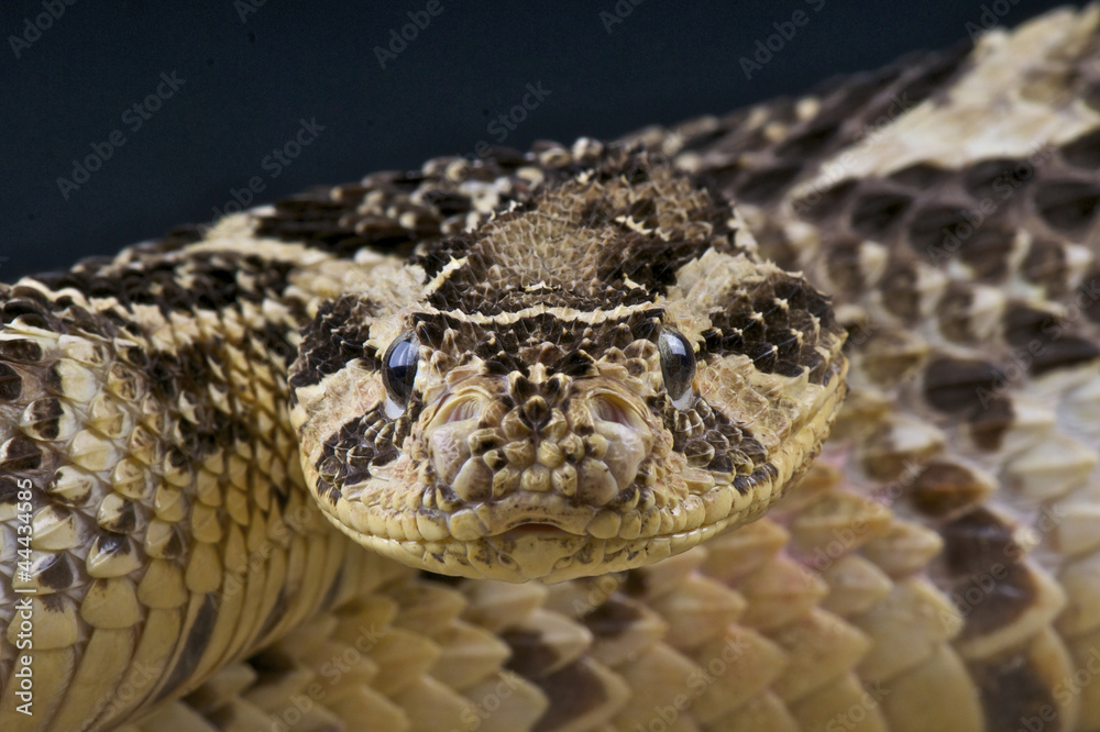 Obraz premium Puff adder / Bitis arietans