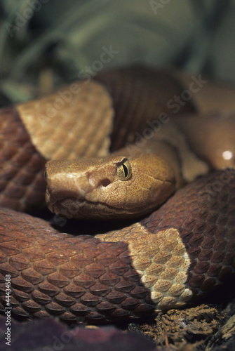 Copperhead / Agkistrodon contortrix photo