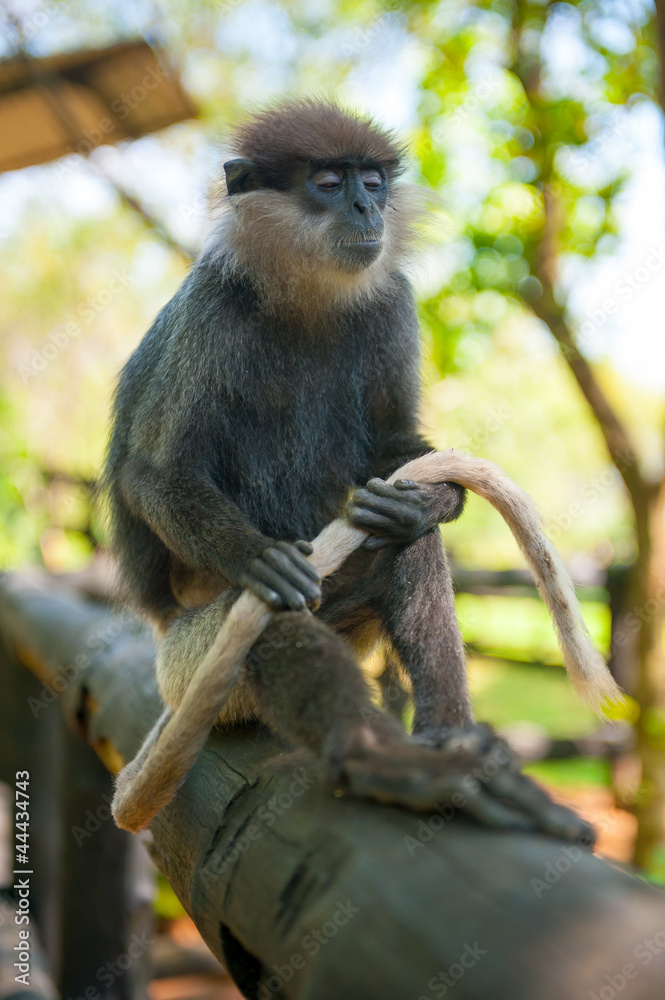Monkey sitting and holding tail
