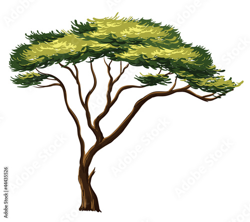 african tree