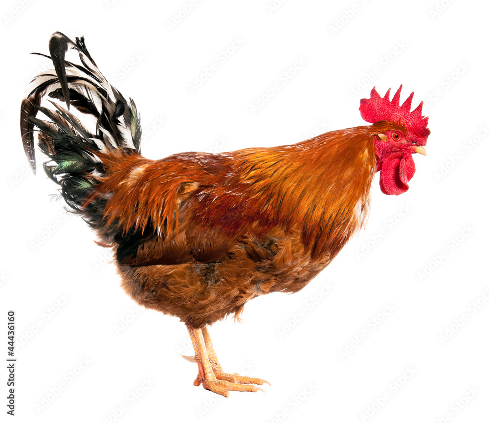 Fototapeta premium An adult rooster on white background. isolated