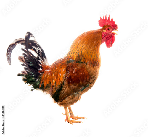 Photo Screaming cock. isolated