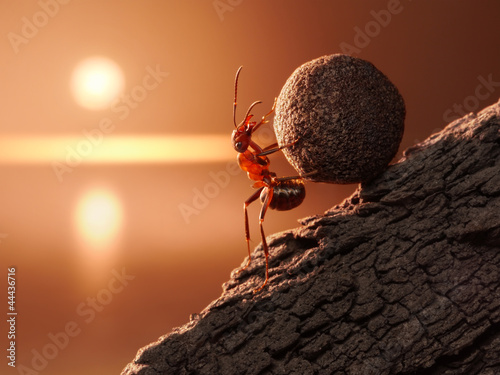 Fototapeta ant Sisyphus rolls stone uphill on mountain, concept