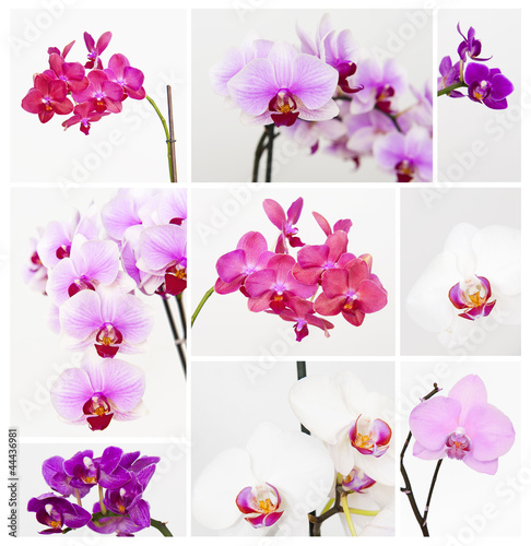 Fototapeta Naklejka Na Ścianę i Meble -  Orchid collection