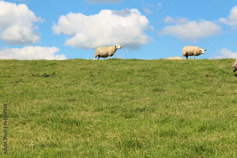 Obraz premium Deichschafe