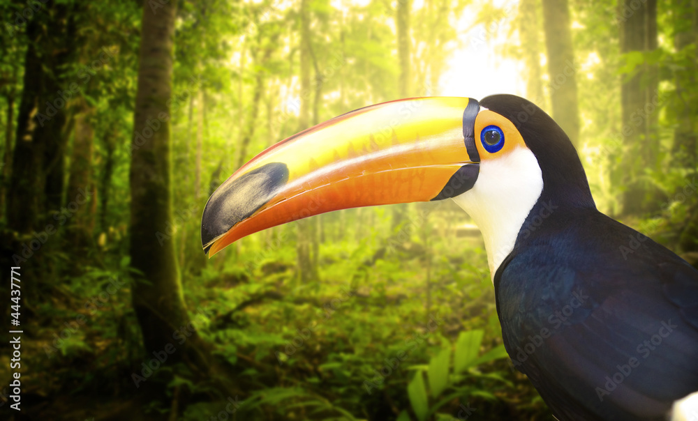 Fototapeta premium toucan