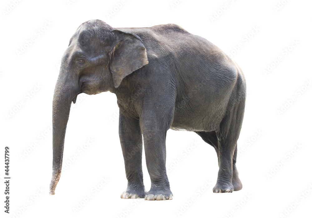 Obraz premium asiatic elephant standing