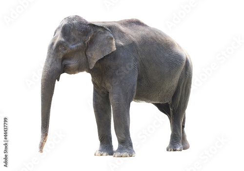 asiatic elephant standing