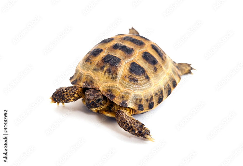 Fototapeta premium Asian or Russian tortoise